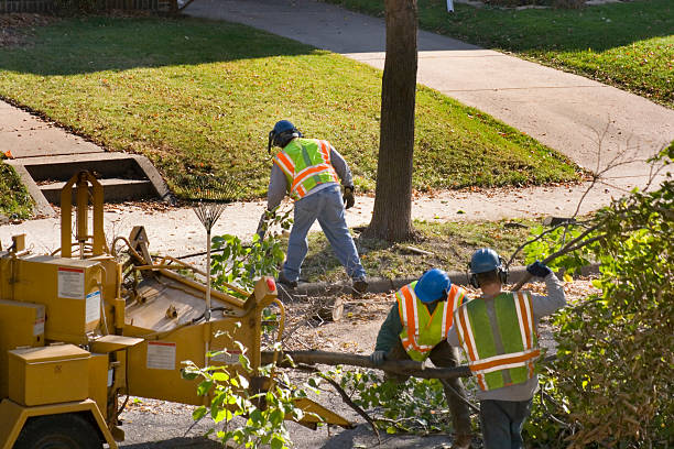 Trusted Houghton, NY Tree Removal and Landscaping Services Experts